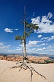 Bryce Canyon-Viaggi-14
